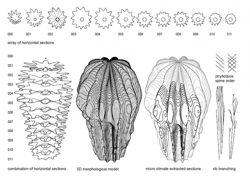 Morphological Model of the Saguaro Cactus. 

Dennis Goff, Theerapat Jirathiyut, Julia Koerner, Soungmin Yu